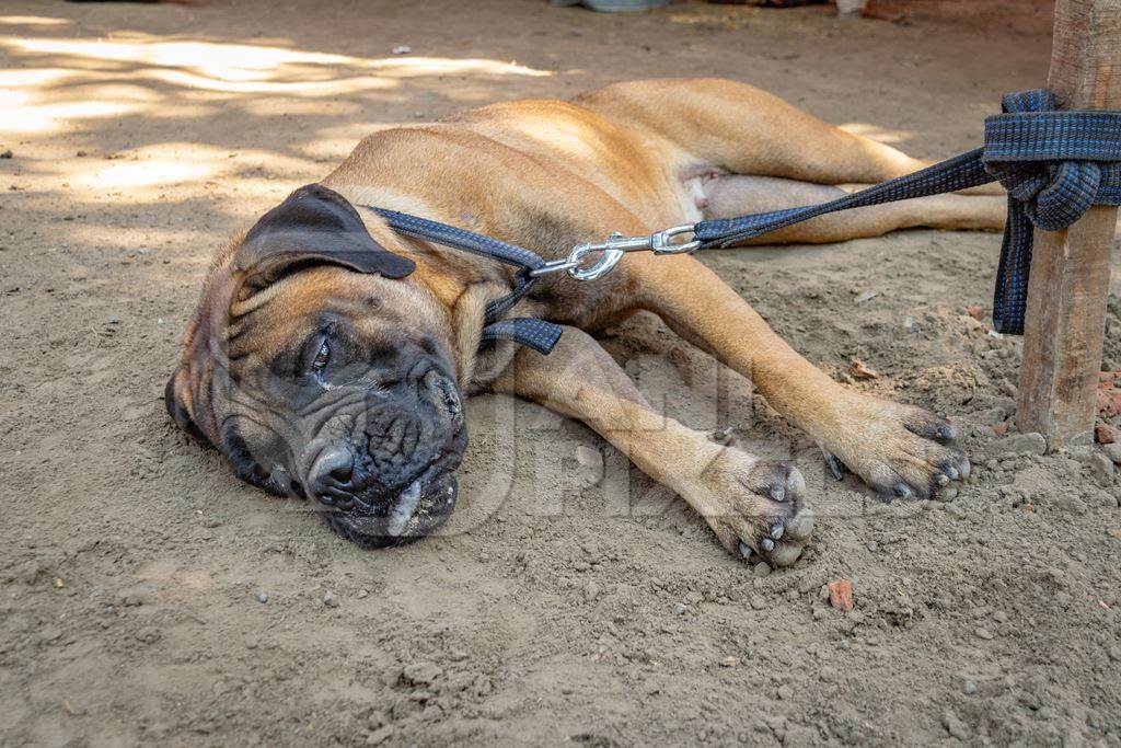 Pedigree boxer dog tied to a post on show in a tent at Sonepur mela in Bihar, India