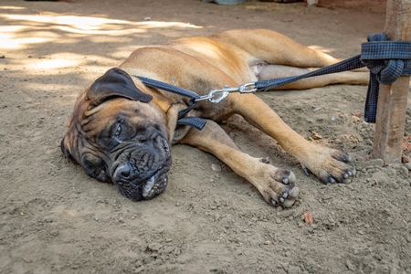 Pedigree boxer dog tied to a post on show in a tent at Sonepur mela in Bihar, India