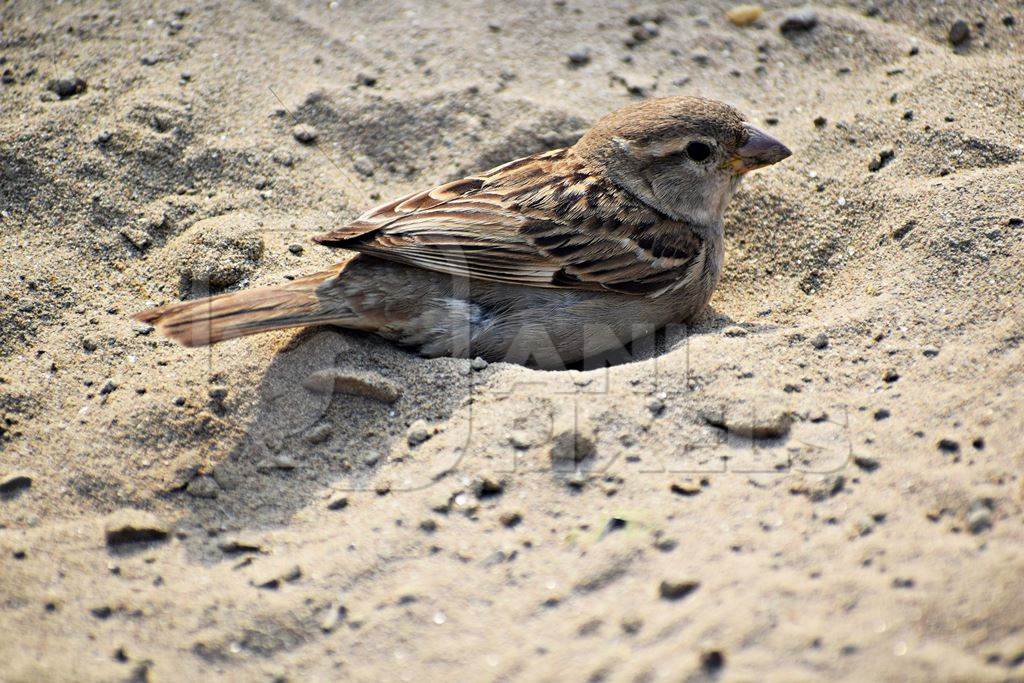 Sparrow taking a dust bath on the ground