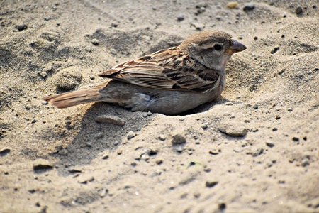 Sparrow taking a dust bath on the ground