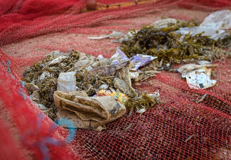 Indian fishing nets with crabs, small fish and plastic pollution trapped in net, on beach in Maharashtra, India, 2022