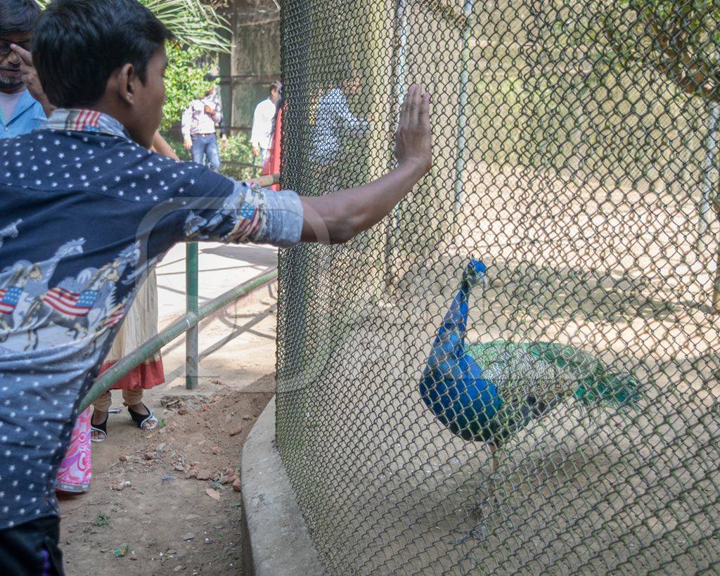 Tourists watching captive Indian peacock bird in an enclosure at Patna zoo in Bihar, India