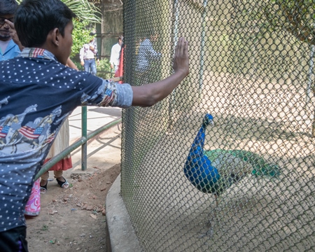 Tourists watching captive Indian peacock bird in an enclosure at Patna zoo in Bihar, India