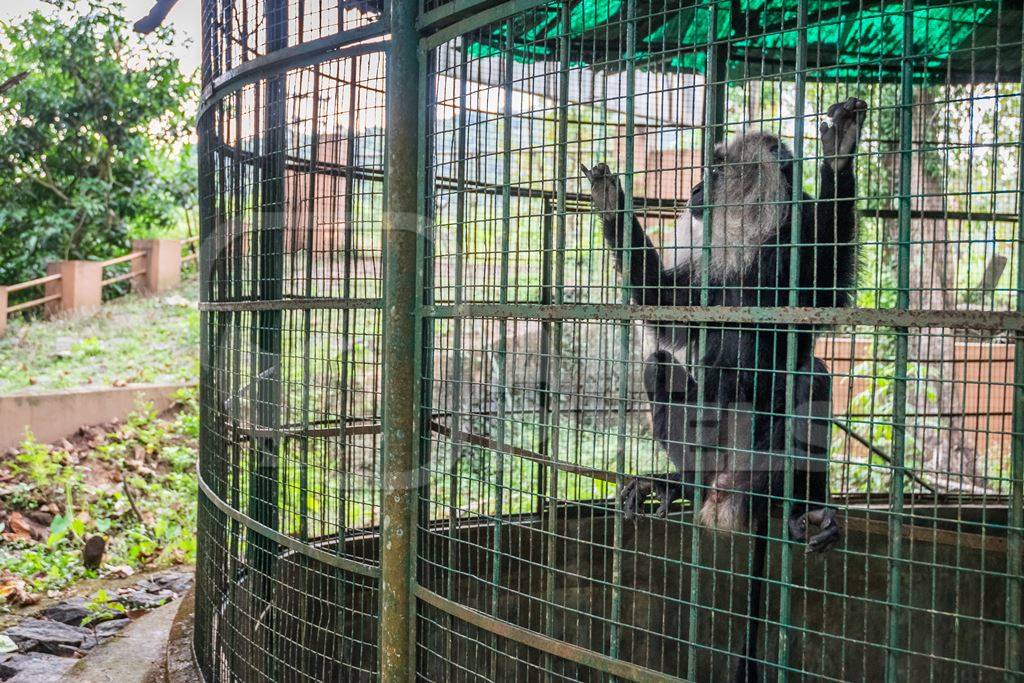 Solo Lion tailed macaque monkey held captive in a barren cage in captivity at Thattekad mini zoo