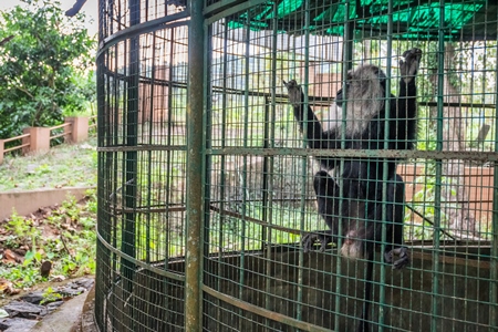 Solo Lion tailed macaque monkey held captive in a barren cage in captivity at Thattekad mini zoo