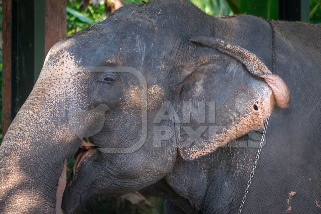 Captive elephant with hole in the ear possibly caused by an ankush hook at an elephant camp in Guruvayur in Kerala to be used for temples and religious festivals