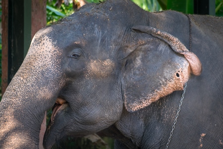 Captive elephant with hole in the ear possibly caused by an ankush hook at an elephant camp in Guruvayur in Kerala to be used for temples and religious festivals