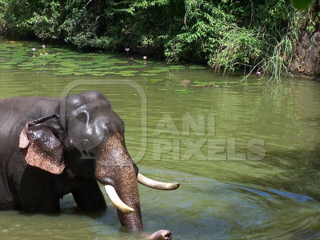 Elephant playing in river in Kerala