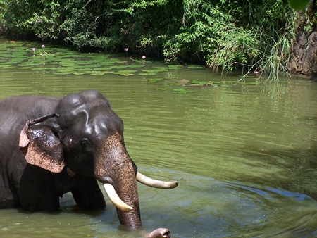 Elephant playing in river in Kerala