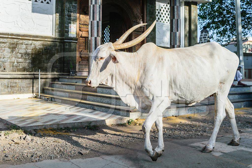 White bullock with large horns walking along the street