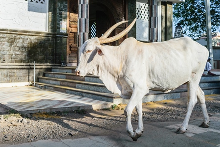 White bullock with large horns walking along the street