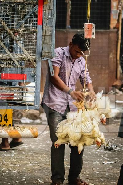 Indian broiler chickens in a bunch upside down tied with string near Crawford meat market in urban city of Mumbai, 2016