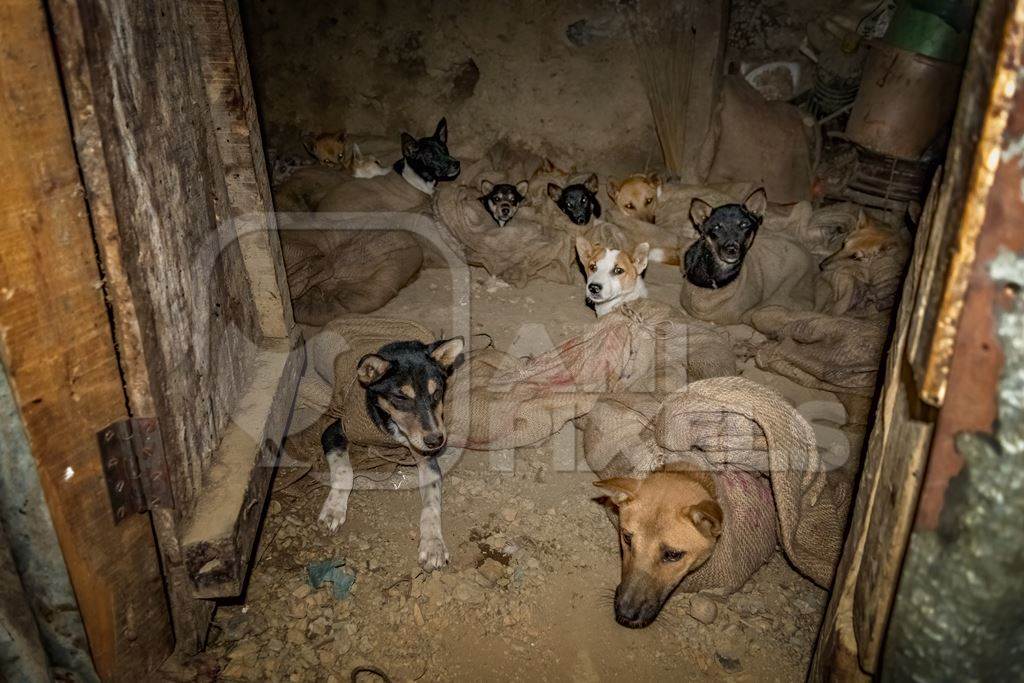 Indian dogs tied up in sacks at a dog meat market in Nagaland, India, 2018