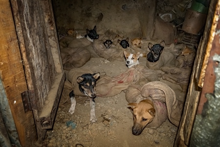 Indian dogs tied up in sacks at a dog meat market in Nagaland, India, 2018