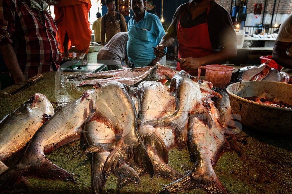 Dead fish on sale at the fish market inside New Market, Kolkata, India, 2022
