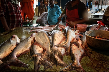 Dead fish on sale at the fish market inside New Market, Kolkata, India, 2022