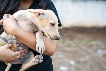 Volunteer animal rescuer girl holding a pale brown street puppy in her arms