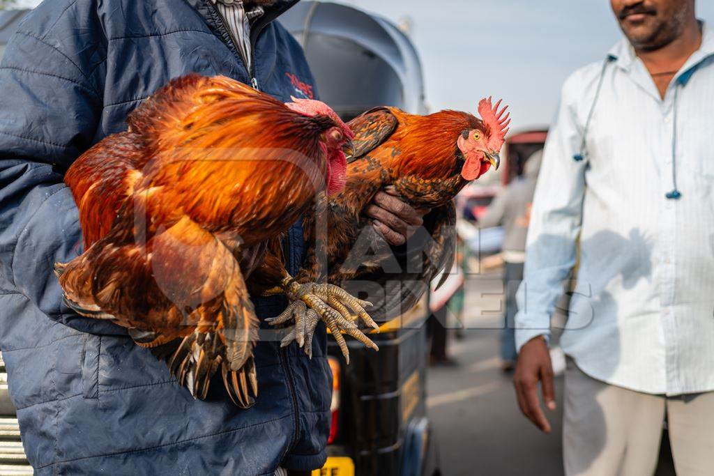 Indian chickens tied together for sale at Wagholi bird market, Pune, Maharashtra, India, 2024