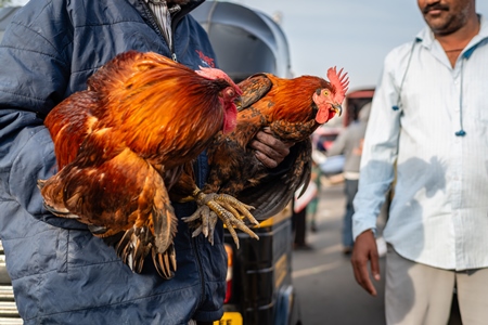Indian chickens tied together for sale at Wagholi bird market, Pune, Maharashtra, India, 2024