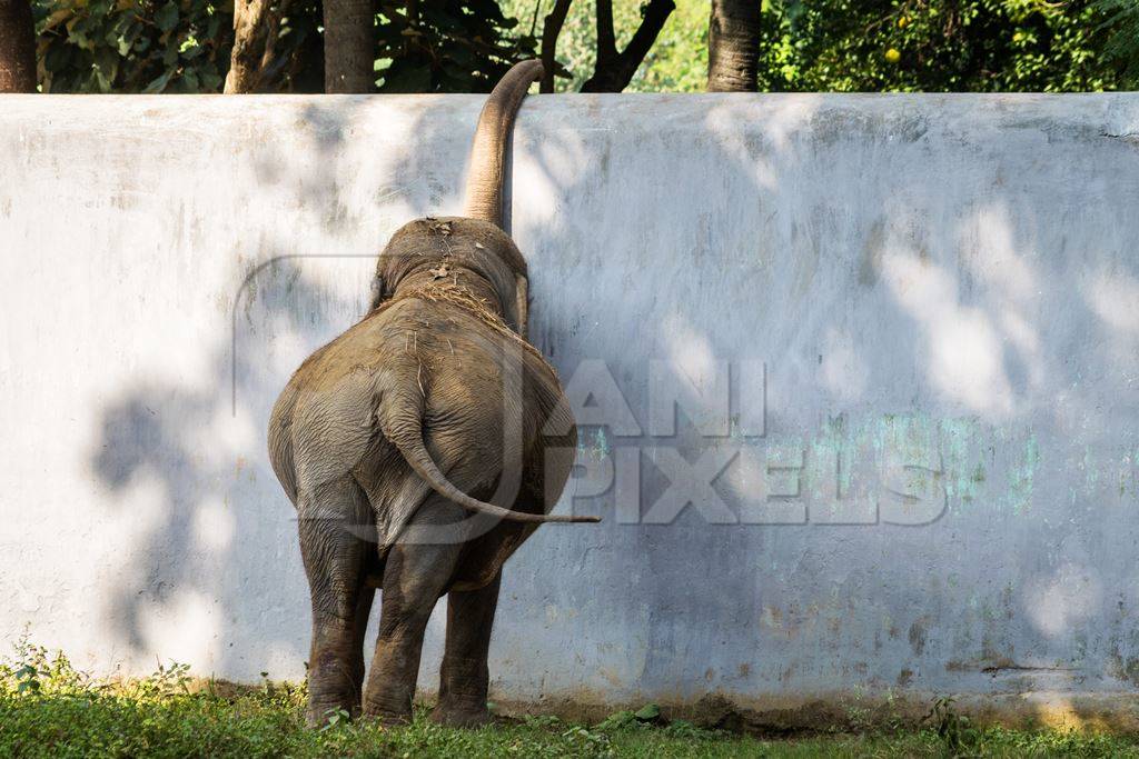 Elephant reaching over wall in Sanjay Gandhi Jaivik Udyan zoo