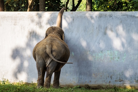 Elephant reaching over wall in Sanjay Gandhi Jaivik Udyan zoo