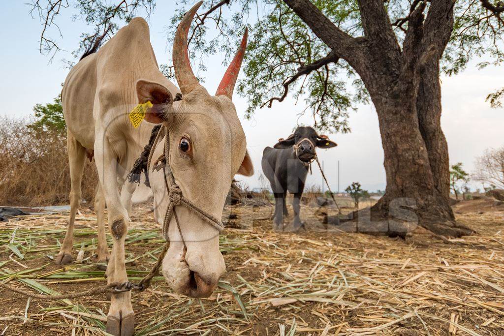 Working Indian bullock or cow used for animal labour tied up with nose rope on a farm in rural Maharashtra, India, 2021