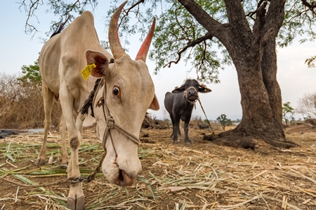 Working Indian bullock or cow used for animal labour tied up with nose rope on a farm in rural Maharashtra, India, 2021