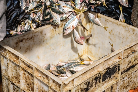 Fish in a crate on sale at a fish market at Sassoon Docks