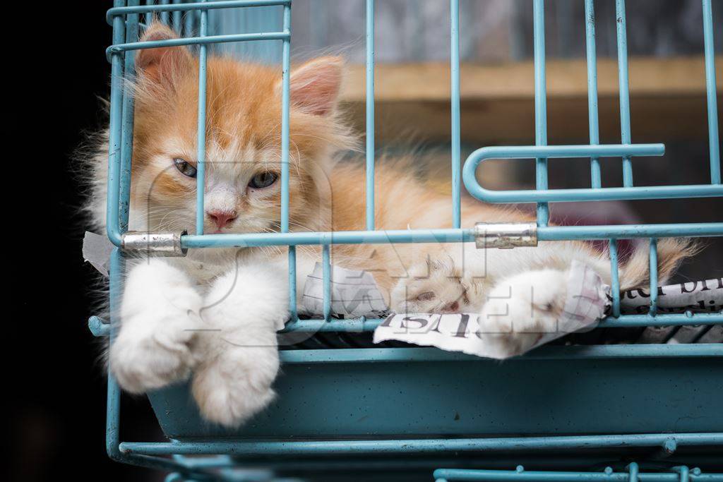 Pedigree breed kitten in cage on sale at Crawford pet market