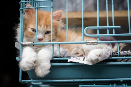 Pedigree breed kitten in cage on sale at Crawford pet market