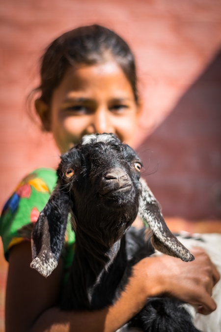 Girl holding a small cute goat with red orange background