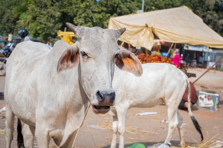 Indian street cows or bullocks walking in the road at a market in small town in Rajasthan in India