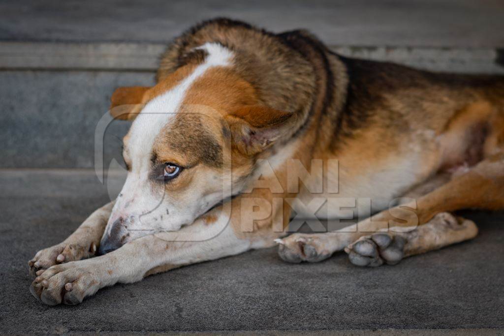 Sad stray Indian street dog or Indian pariah dog, India