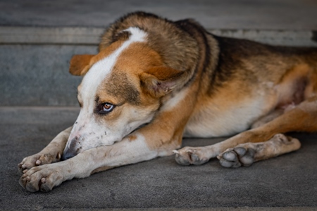 Sad stray Indian street dog or Indian pariah dog, India