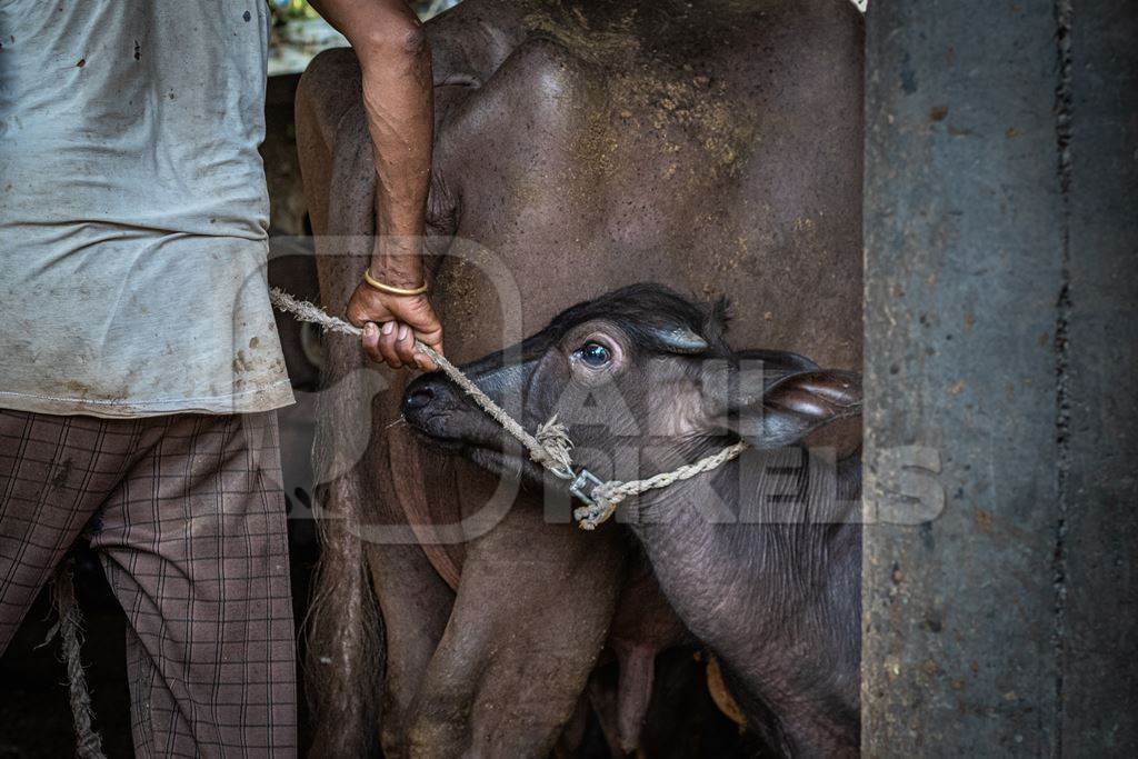 Indian buffalo calf being removed from her mother by worker at urban Indian buffalo dairy farm or tabela, Pune, Maharashtra, India