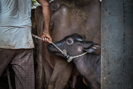 Indian buffalo calf being removed from her mother by worker at urban Indian buffalo dairy farm or tabela, Pune, Maharashtra, India