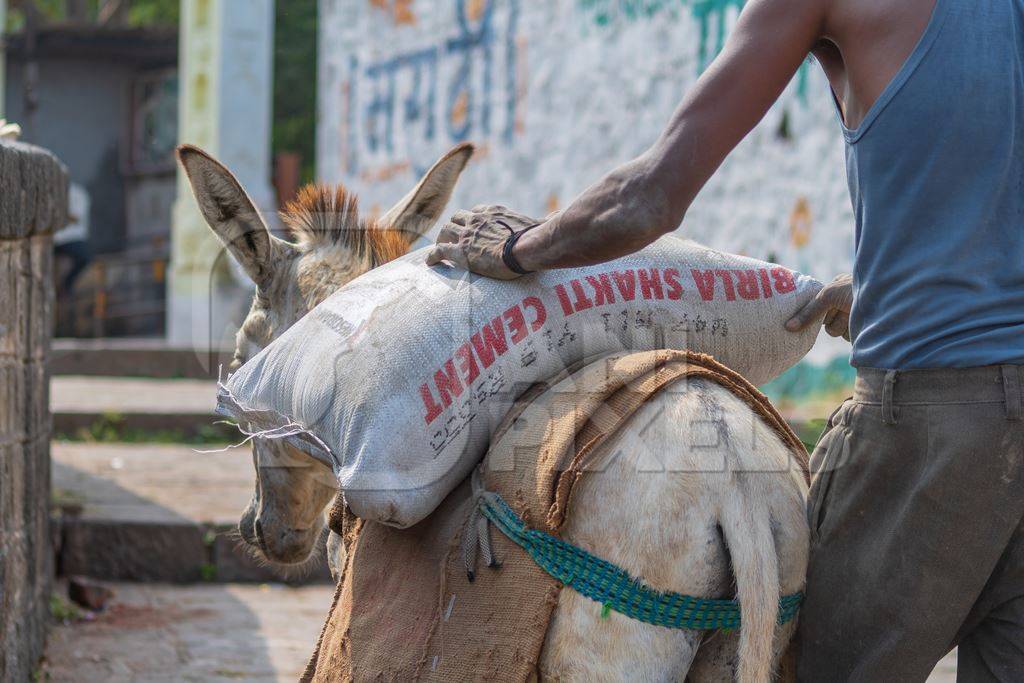 Working donkeys with man walking behind used for animal labour to carry heavy sacks of cement in an urban city in Maharashtra in India