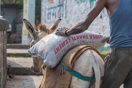 Working donkeys with man walking behind used for animal labour to carry heavy sacks of cement in an urban city in Maharashtra in India