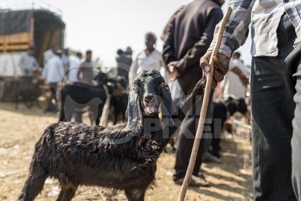 A worker holds an Indian goat by the leg at Chakan Goat and Sheep market, Maharashtra, India, 2024