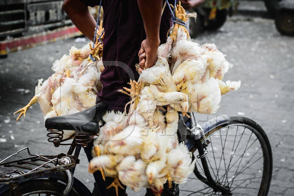 Broiler chickens raised for meat being carried upside down on a bicycle near Crawford meat market