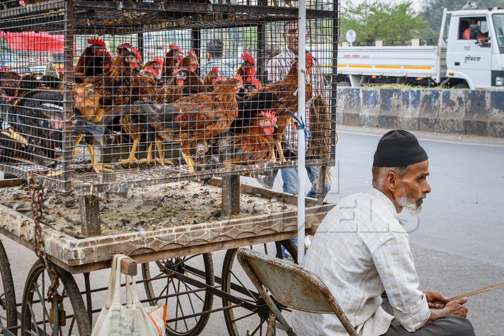 Indian chickens or hens on sale in cages at a live animal market on the roadside at Juna Bazaar in Pune, Maharashtra, India, 2021