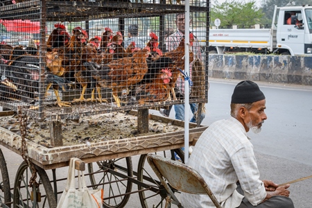 Indian chickens or hens on sale in cages at a live animal market on the roadside at Juna Bazaar in Pune, Maharashtra, India, 2021