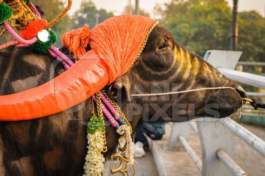 Decorated and colourful buffalo with large orange horns for local religious festival with man walking through street