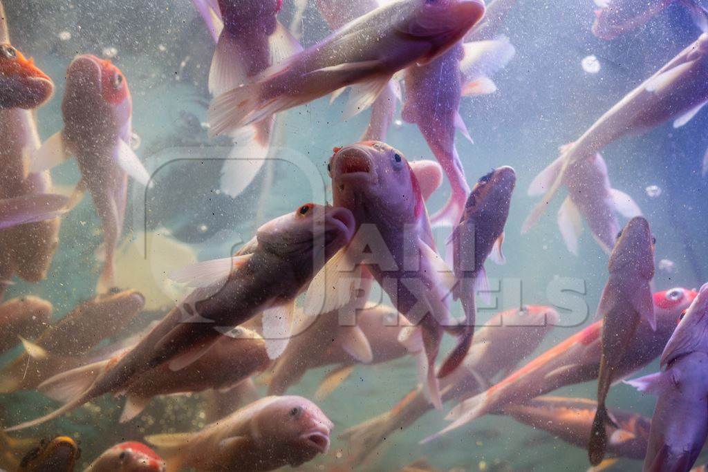 Manhy koi fish crowded in a dirty tank at an underwater fish tunnel expo aquarium in Pune, Maharashtra, India, 2024