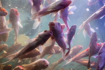 Manhy koi fish crowded in a dirty tank at an underwater fish tunnel expo aquarium in Pune, Maharashtra, India, 2024