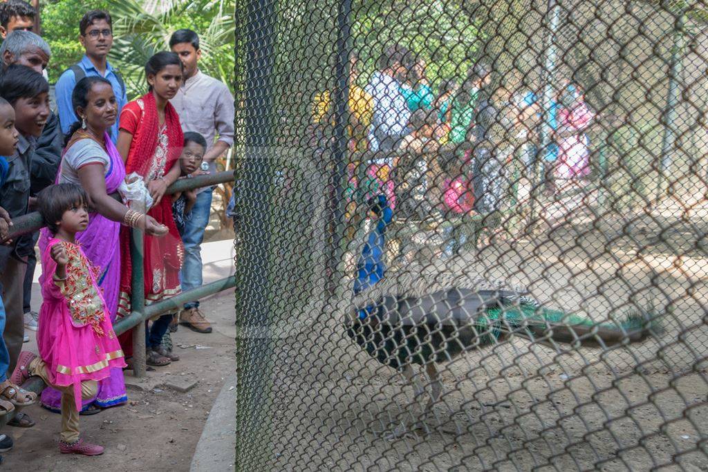 Tourists watching captive Indian peacock bird in an enclosure at Patna zoo in Bihar, India