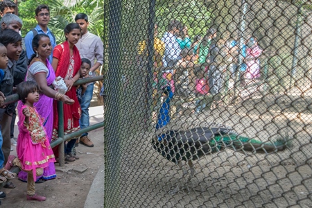 Tourists watching captive Indian peacock bird in an enclosure at Patna zoo in Bihar, India