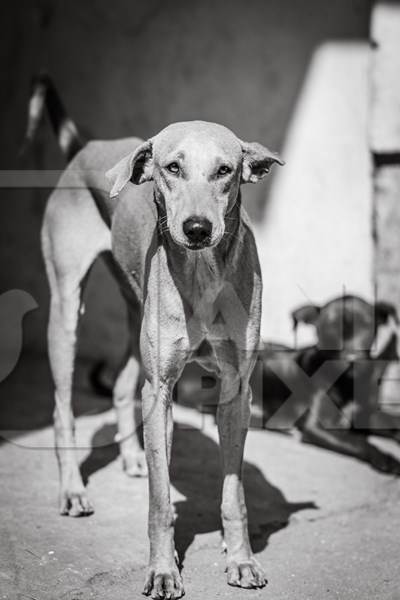 Mother Indian street dog or stray pariah dog with puppy in the street in black and white in the urban city of Jaipur, India, 2022