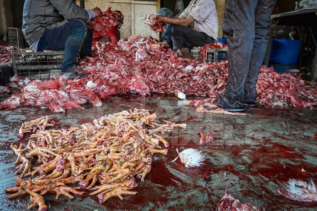 Indian broiler chickens being dismembered and butchered at Ghazipur murga mandi, Ghazipur, Delhi, India, 2022