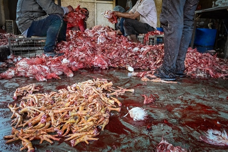Indian broiler chickens being dismembered and butchered at Ghazipur murga mandi, Ghazipur, Delhi, India, 2022
